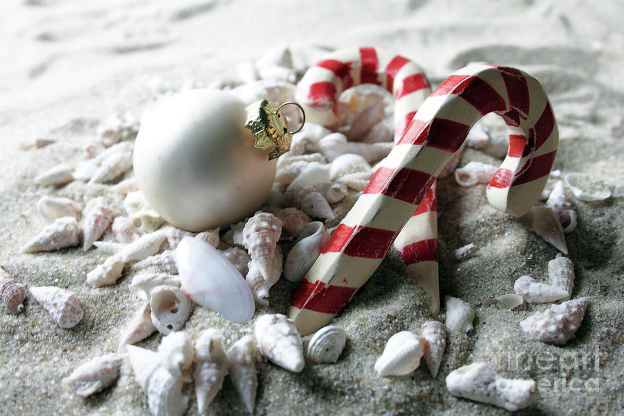 Candy Canes and Sea Shells Photograph by Mary Haber