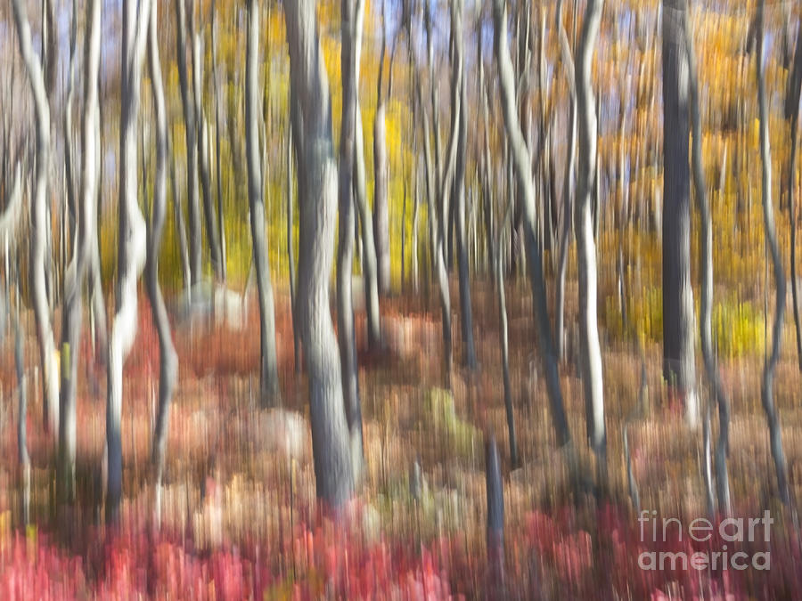 Candy-Colored Forest Photograph by Lili Feinstein
