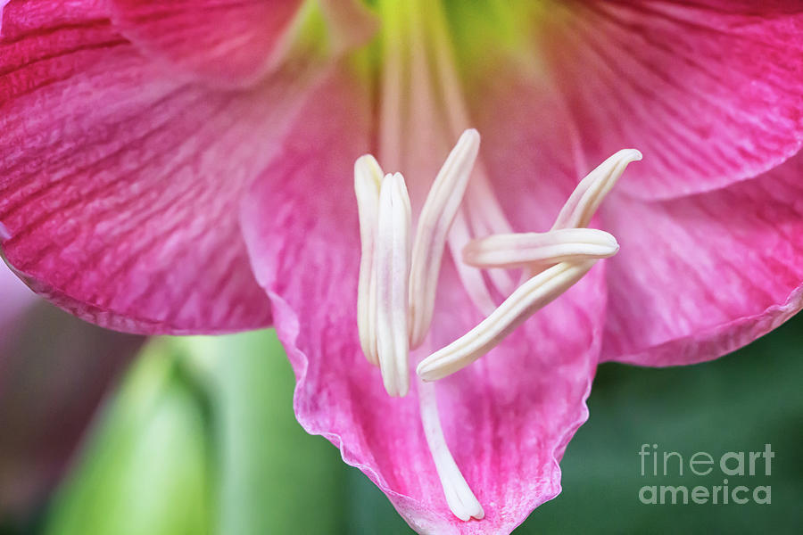 Candy Floss Amaryllis  Photograph by Elizabeth Dow