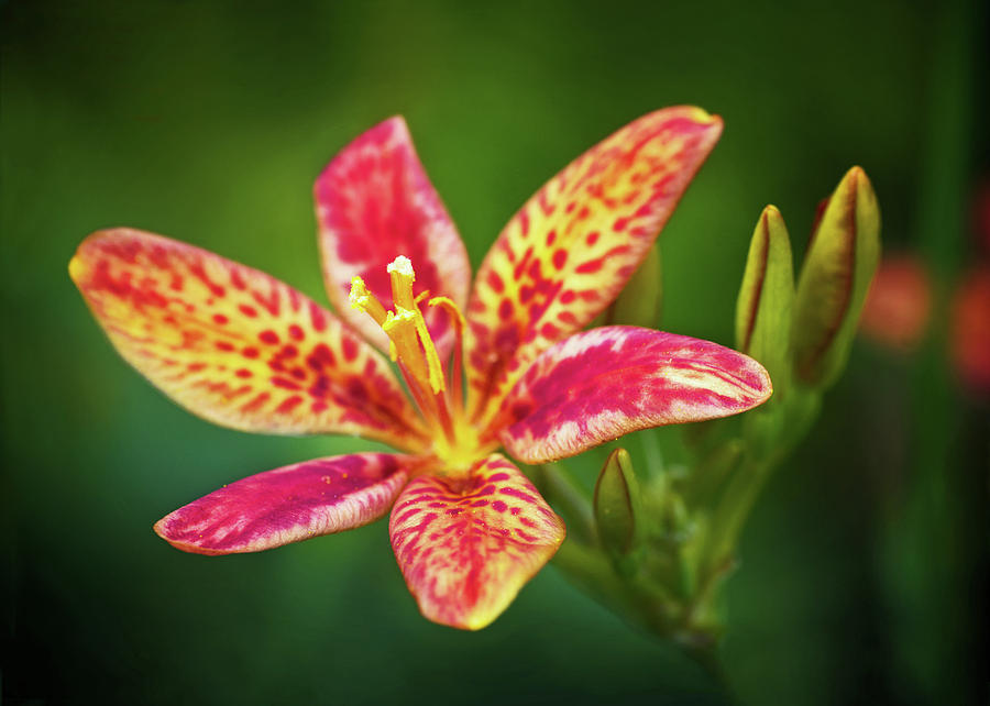 Candy Lily Photograph by Carolyn Derstine