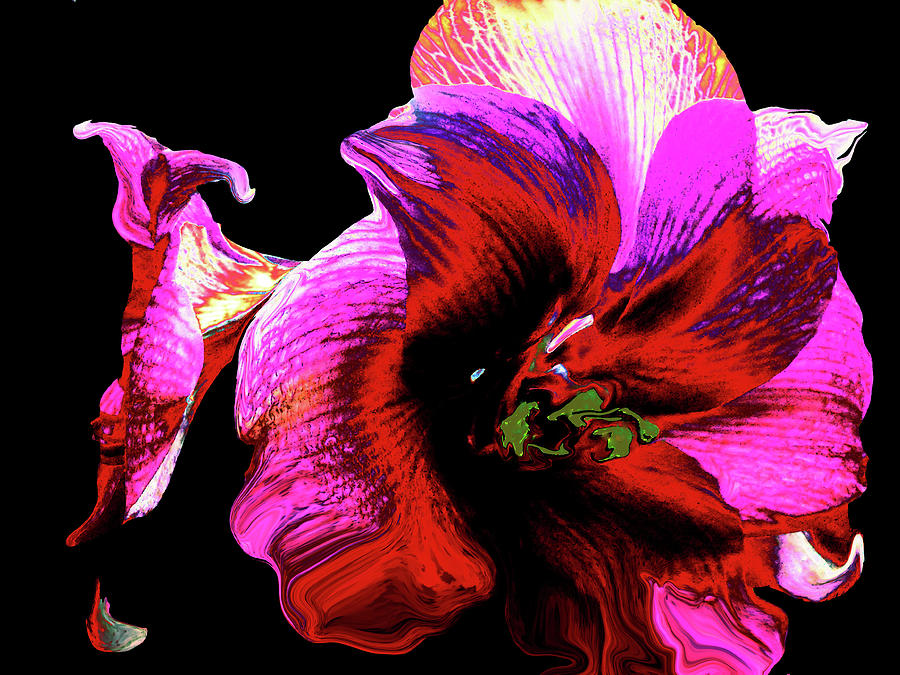 Candy Pink Amaryllis Digital Art by Cheryl Ehlers