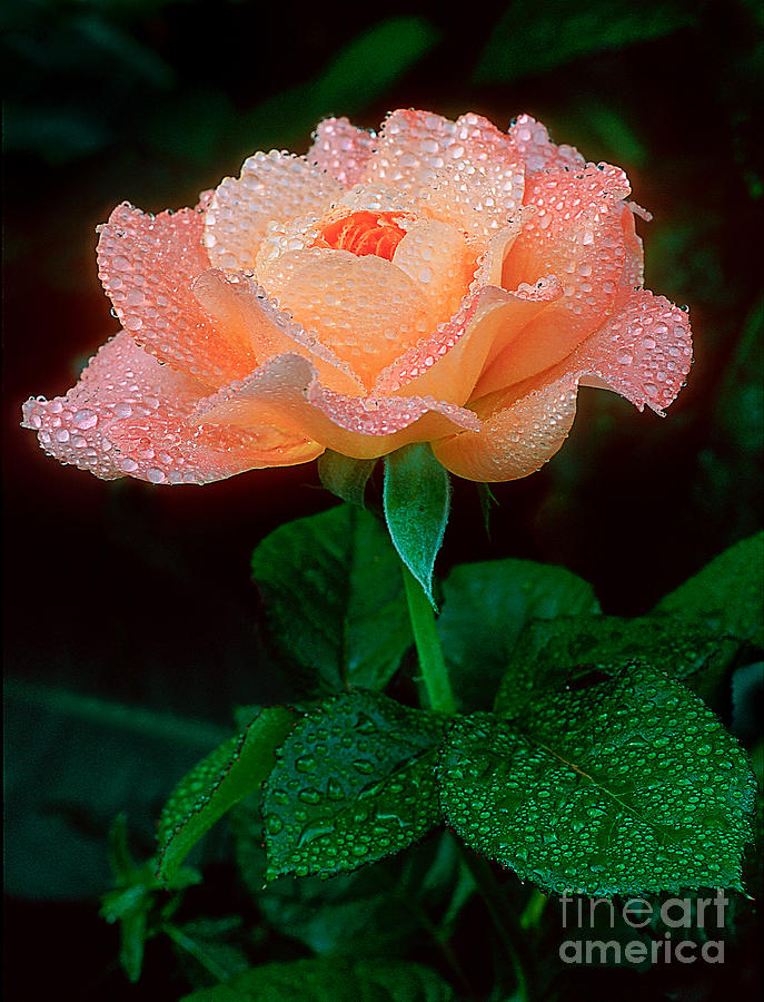 Candy Rose Photograph by Greg Summers