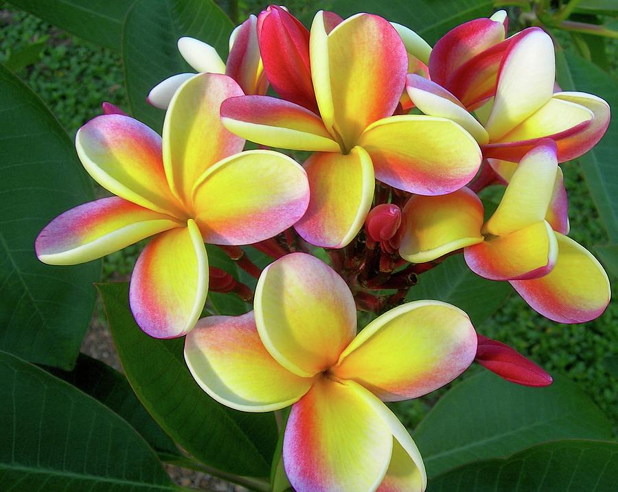 Candy Stripe Plumeria Photograph by James Temple - Pixels