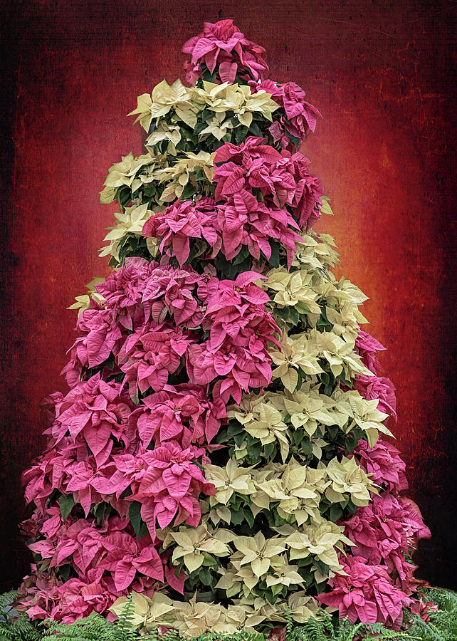 Candy Striped Poinsettia Tree   Photograph by Susan Rissi Tregoning