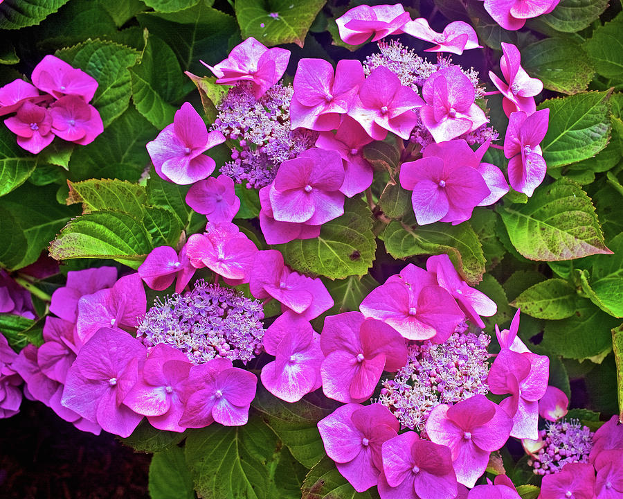 Candy Tuft Hydrangea in Golden Gate Park in San Francisco, California Photograph by Ruth Hager