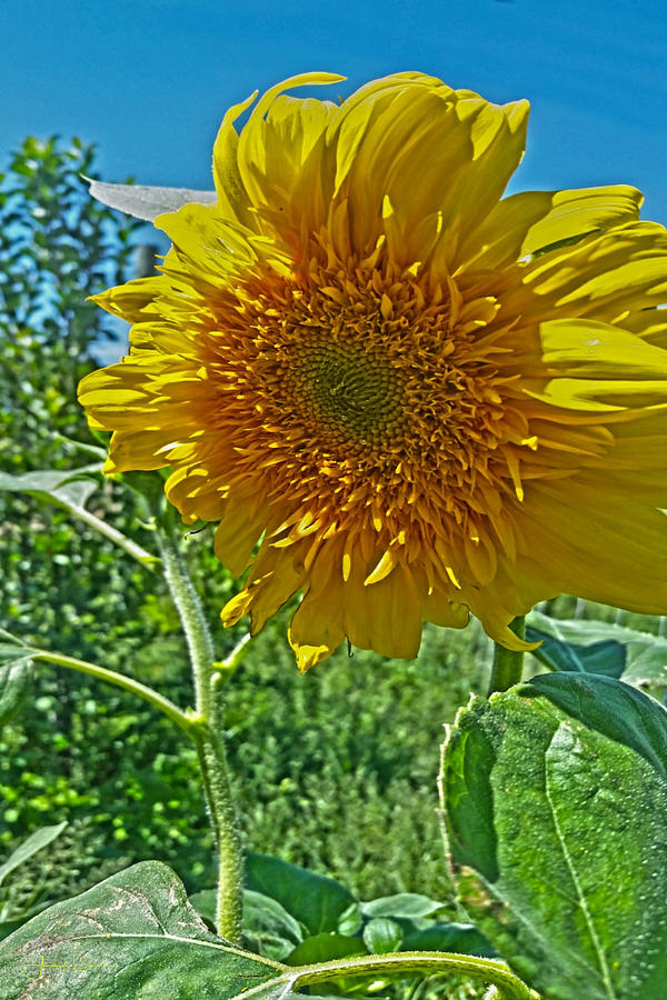 Candy Tuft Sunflower Photograph by Amanda Smith