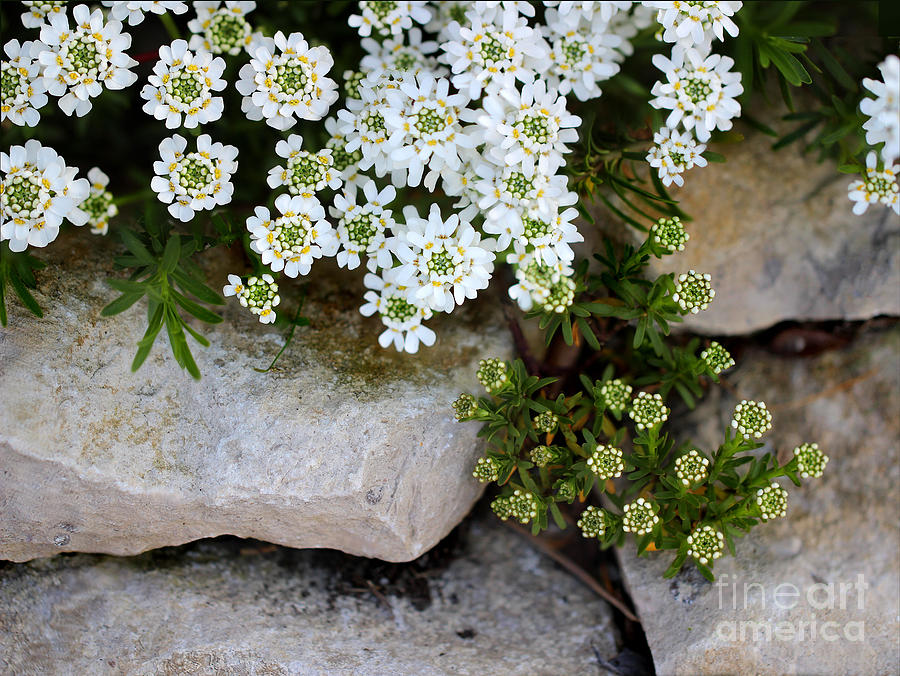 Candytuft on the Rocks Photograph by Karen Adams