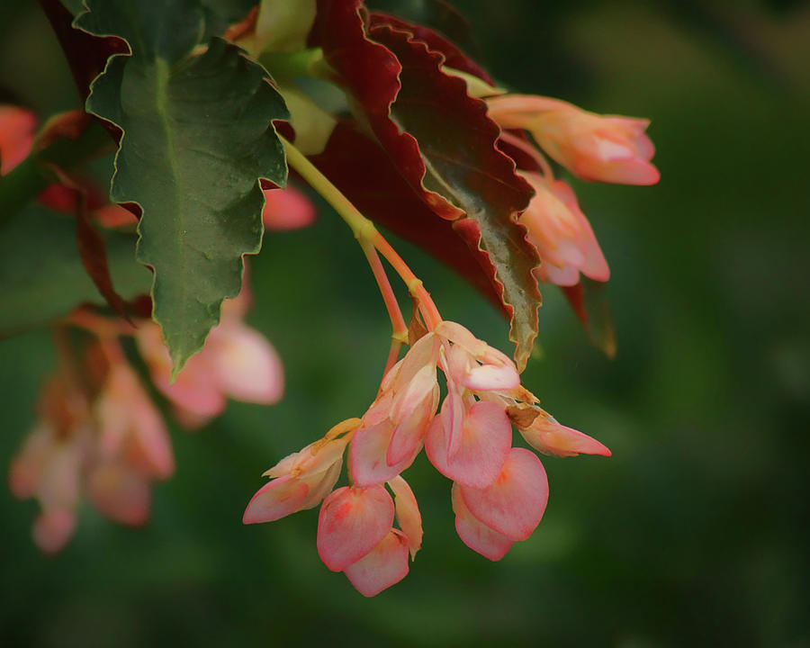 Cane Begonia Photograph by Nikolyn McDonald