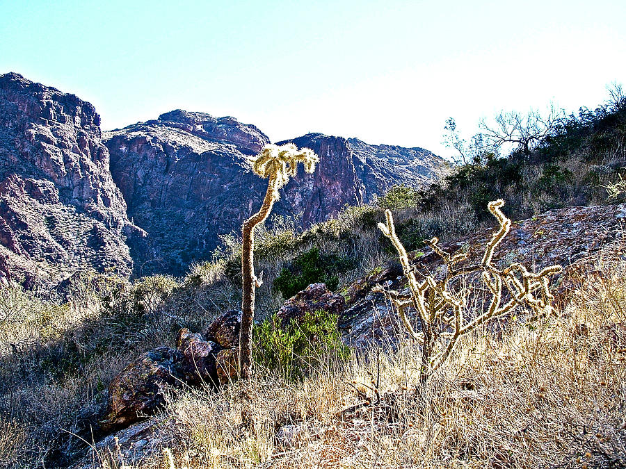 Cane Cholla along Arch Canyon Trail in Organ Pipe Cactus National Monument-Arizona  Photograph by Ruth Hager