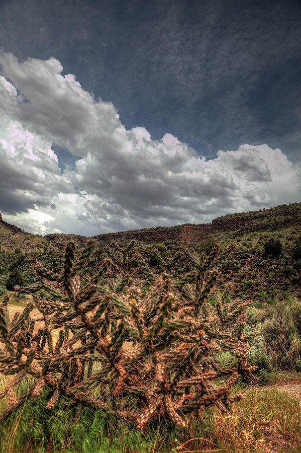 Cane Cholla Cactus Photograph by Steve Gravano