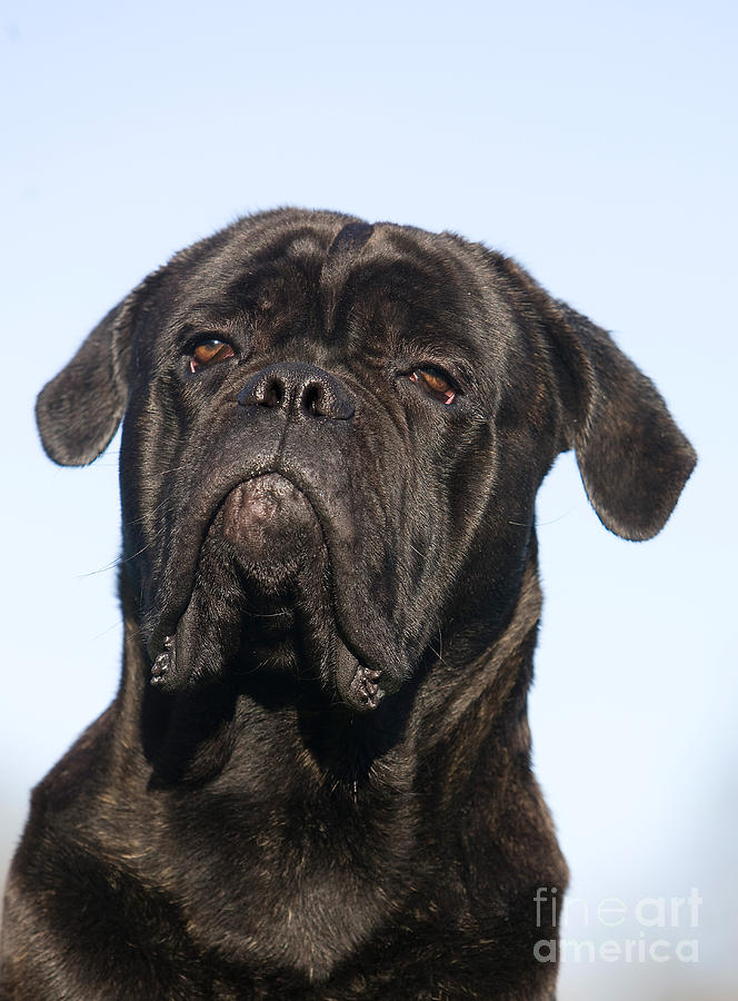 Cane Corso, Italian Dog Breed Photograph by Gerard Lacz