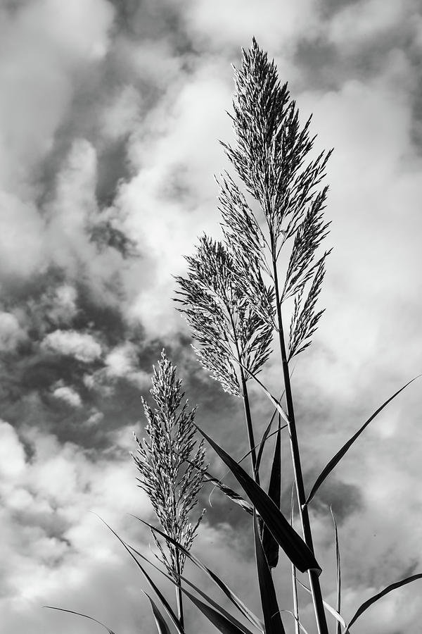 Cane Stalks and Clouds Vertical Monochrome Photograph by SR Green
