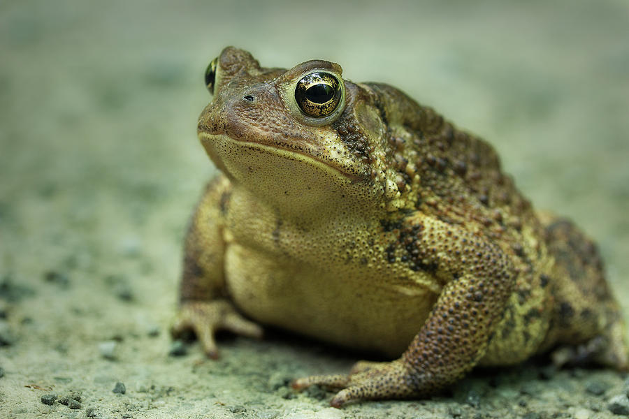 Cane Toad 2 Photograph by Mike Eingle
