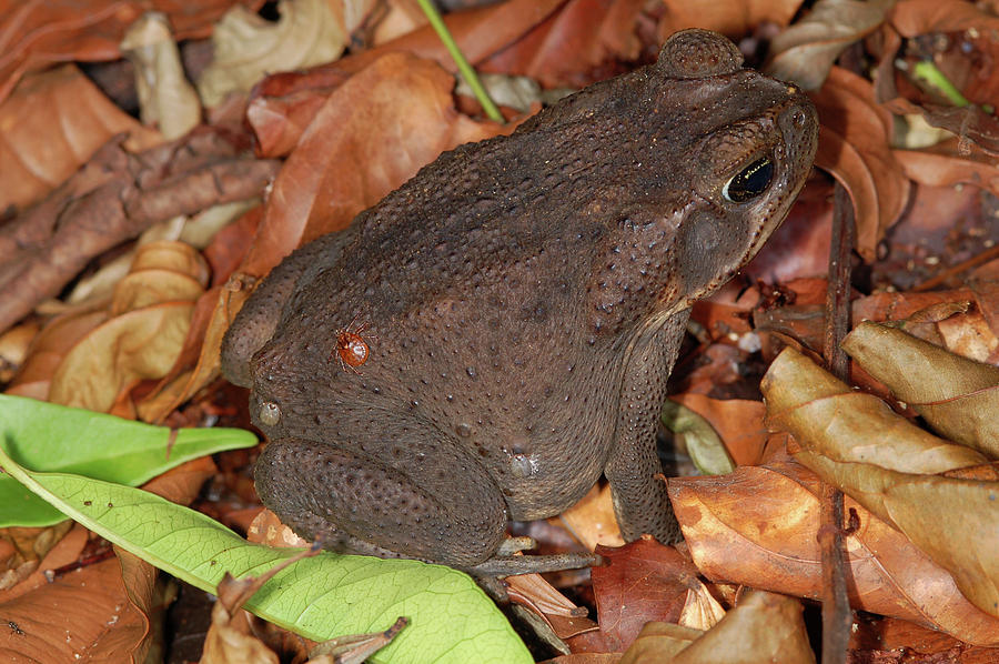 Cane Toad Photograph by Breck Bartholomew