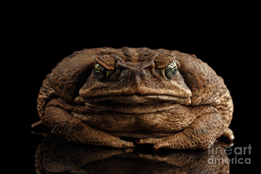 Nature Photograph - Cane Toad  by Sergey Taran