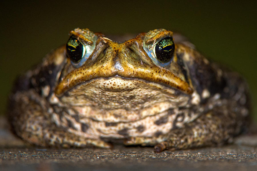 Cane Toad Rhinella Marina, Pantanal Photograph by Panoramic Images ...