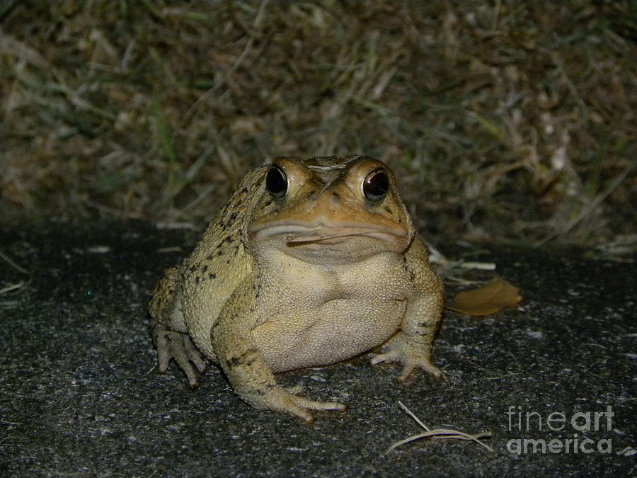 Cane Toad Photograph by Terri Mills