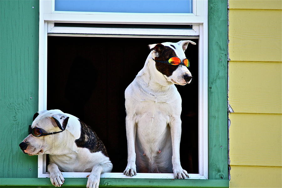 Animal Photograph - Canine Comedians by Diana Hatcher