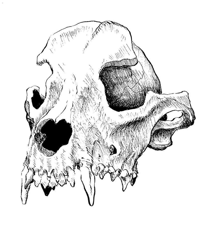 Drawing Dog Skull - Image Collections