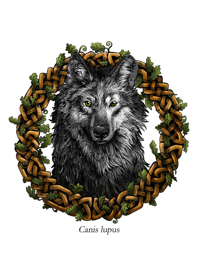 Nature Digital Art - Canis lupus - Gray Wolf with Oak Celtic Border by Callan Rogers-Grazado