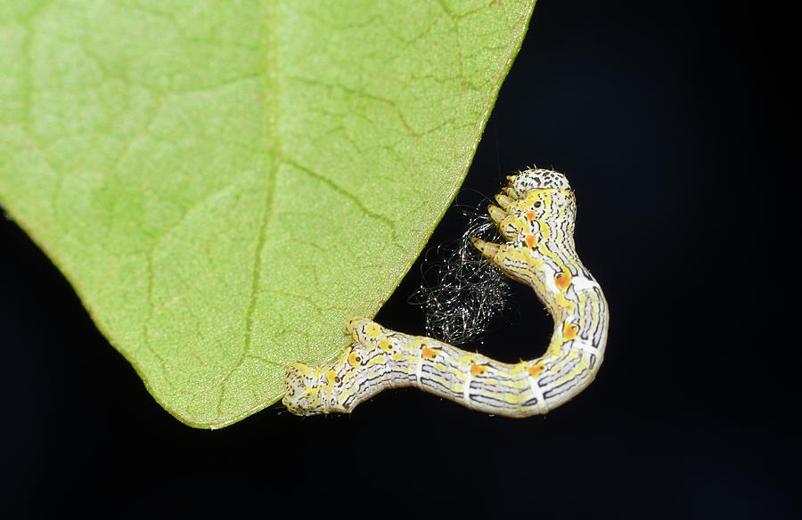 Cankerworm Photograph by Larah McElroy