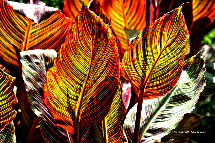 Canna 26106hdr Photograph by Brian Gryphon