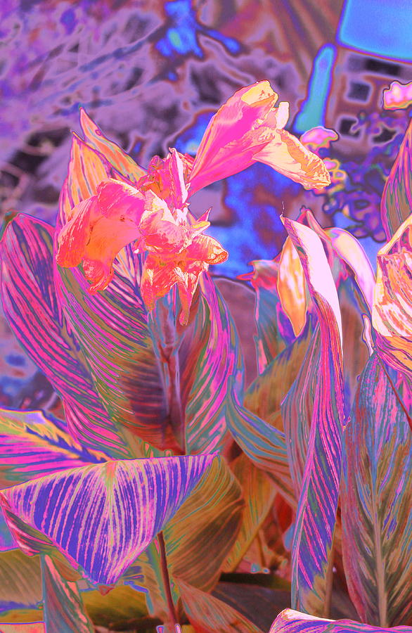 Canna Abstract 9 Photograph by M Diane Bonaparte