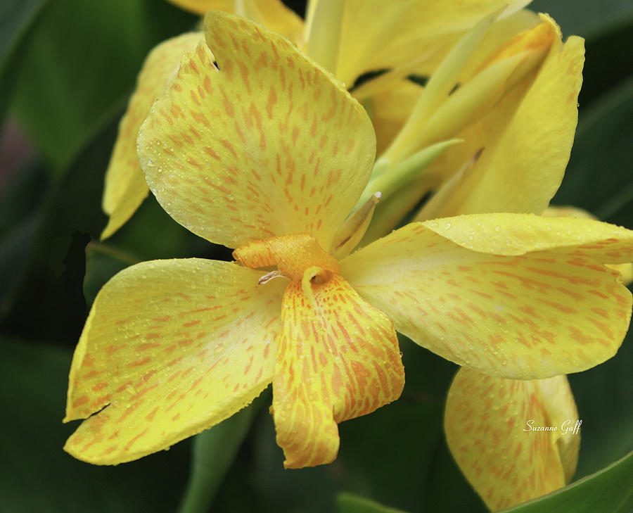 Lily Photograph - Canna Amarillo III by Suzanne Gaff
