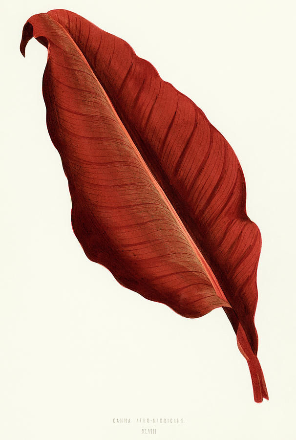 Canna - Atro Nicricans leaf Painting by Vincent Monozlay