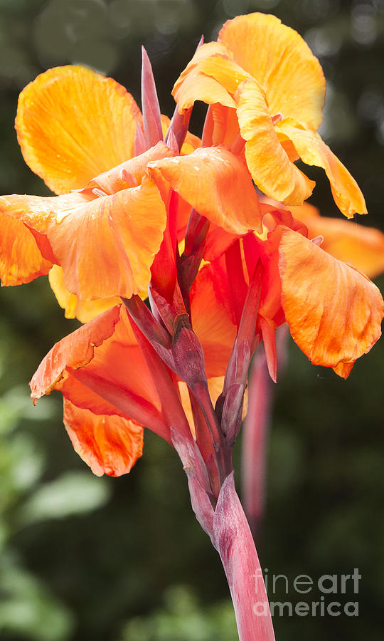Canna Photograph by Barry Weiss