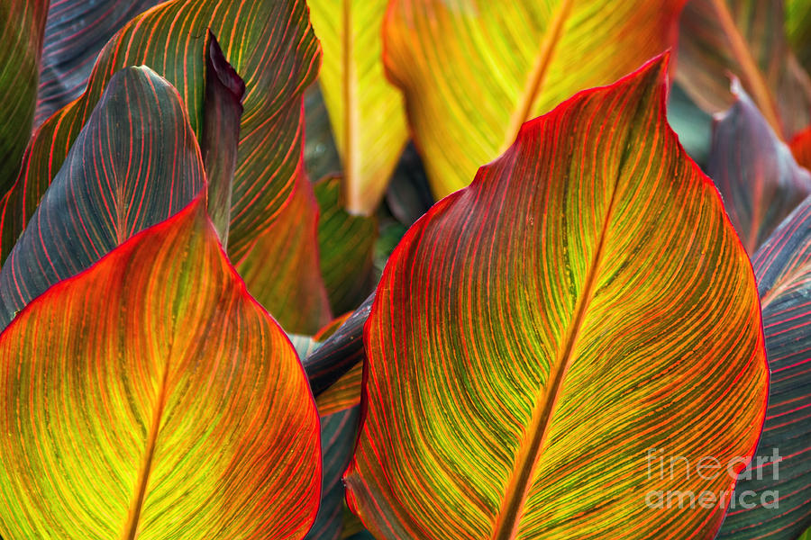 Canna Beleave the Colors Photograph by Gary Holmes