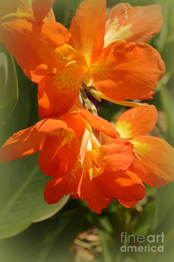 Flower Photograph - Canna bloom by Linda Covino