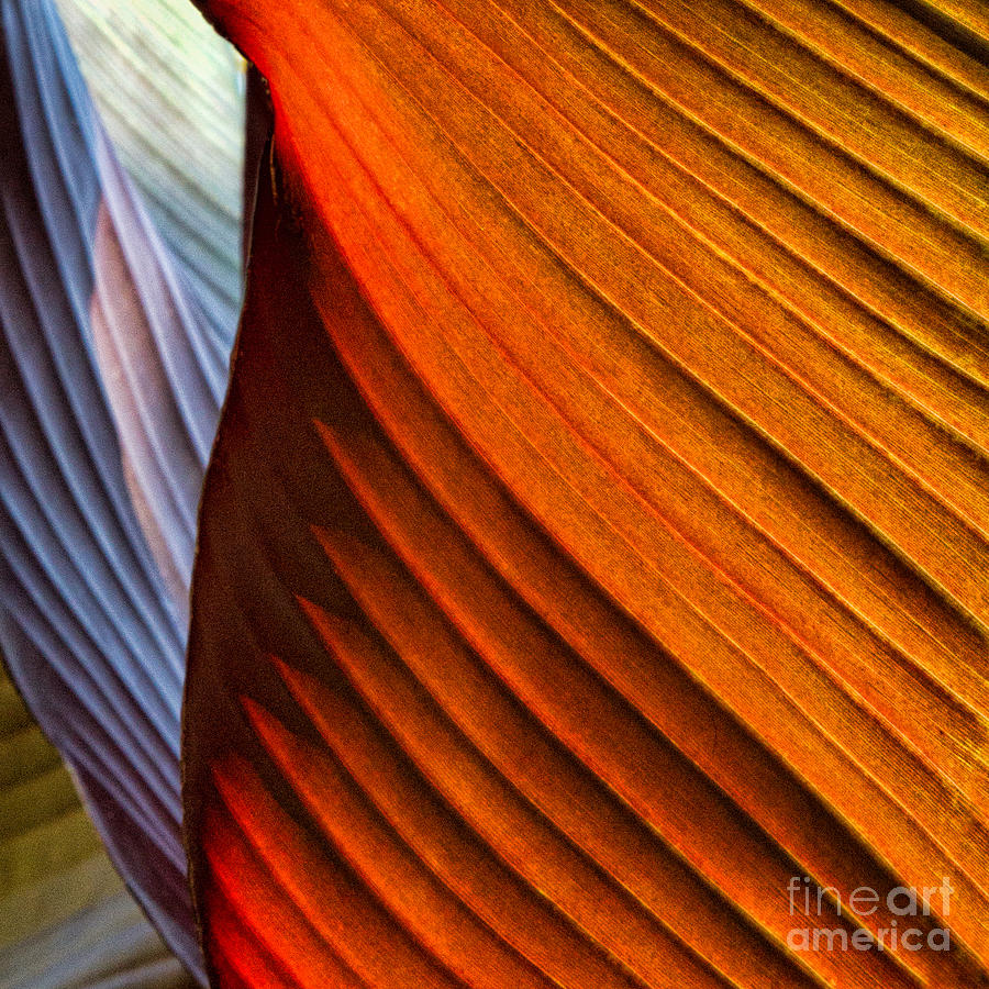 Abstract Photograph - Canna Canyon by Marilyn Cornwell
