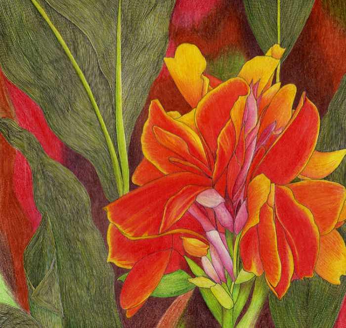 Canna Drawing by Donna Deviney Fine Art America