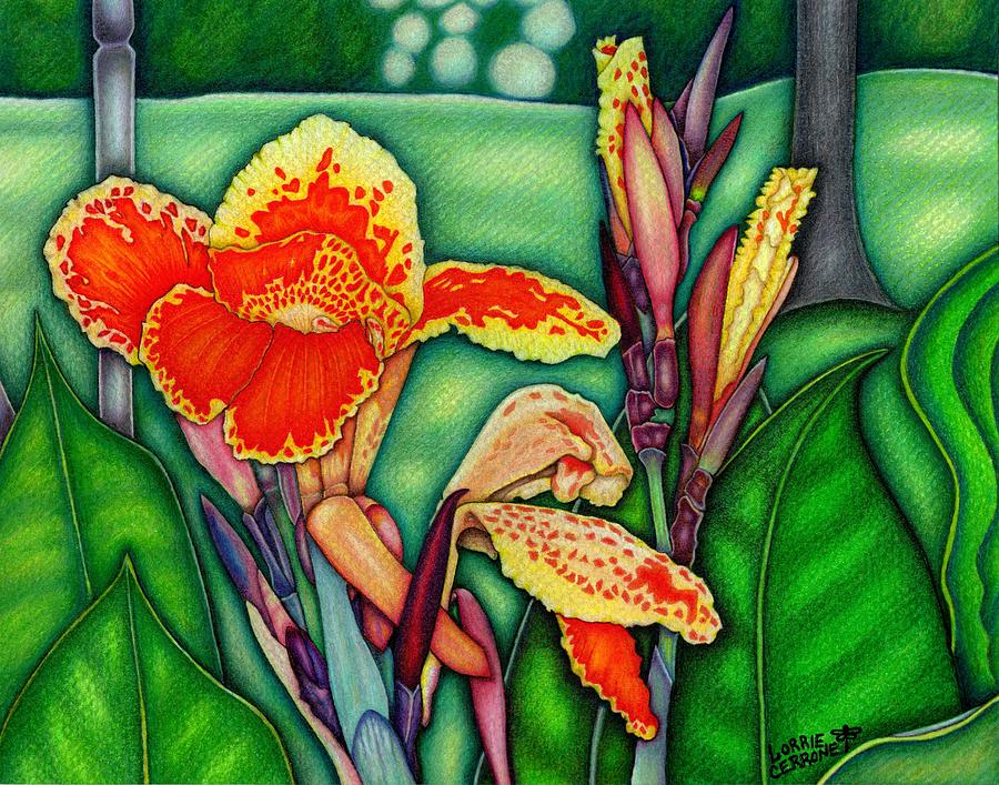 Canna Lilies In Bloom Drawing by Lorrie Cerrone