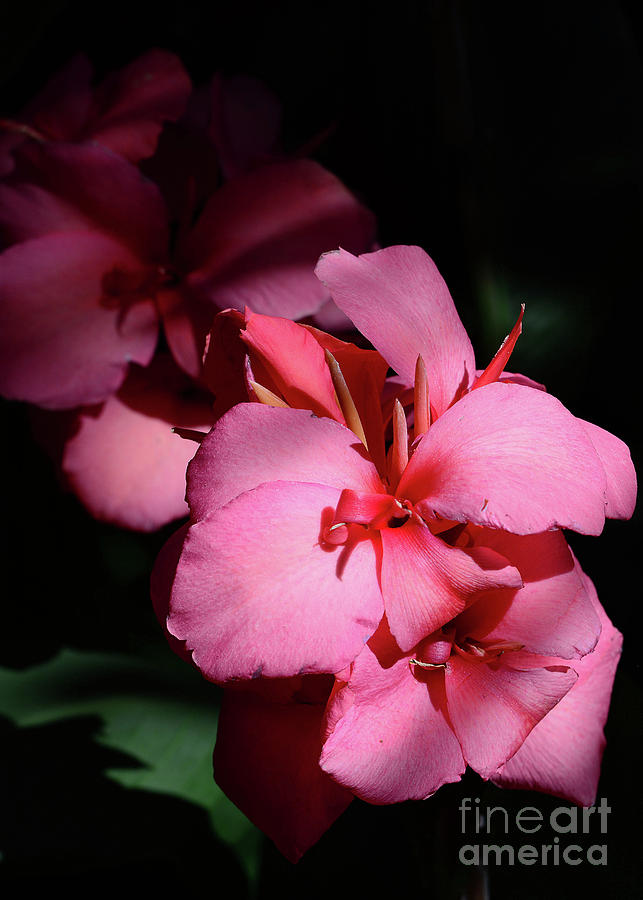 Canna in Pink Photograph by Cindy Manero