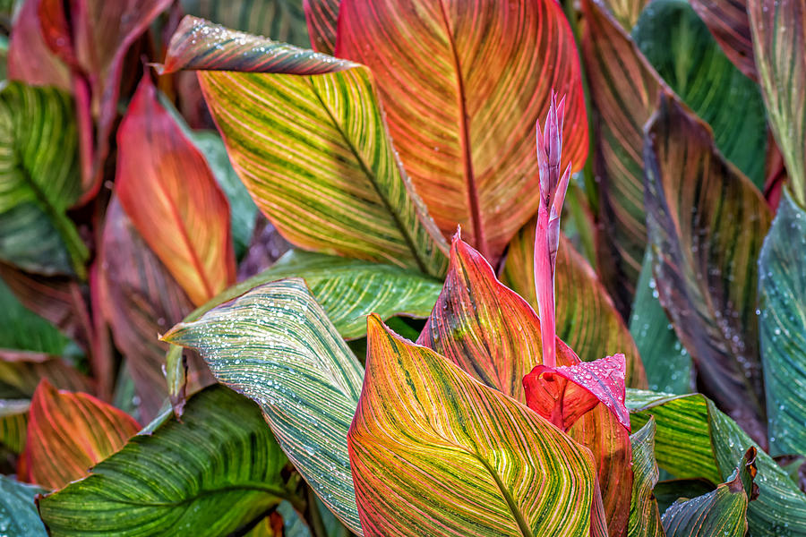 Canna Photograph by James Barber