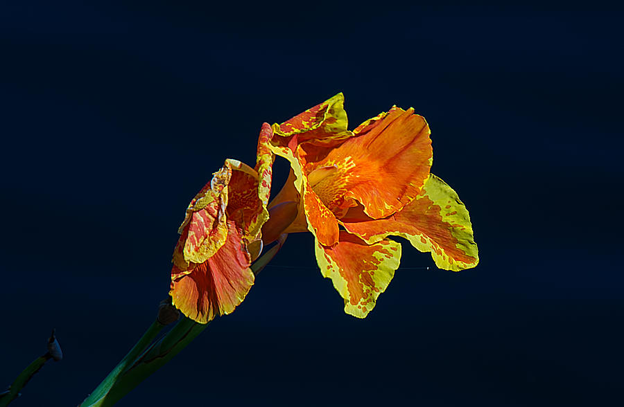 Nature Photograph - Canna by Kenneth Albin