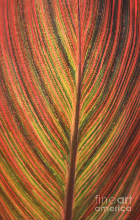 Canna Leaf Photograph - Canna Leaf by Patrick  Short