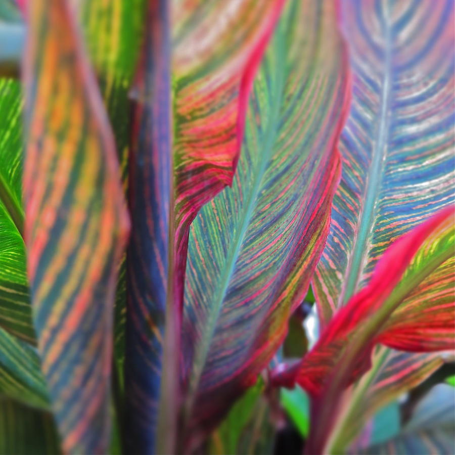 Canna Leaves Photograph by Bonnie See - Fine Art America