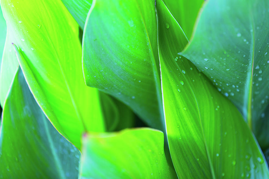 Canna Leaves Photograph by SR Green