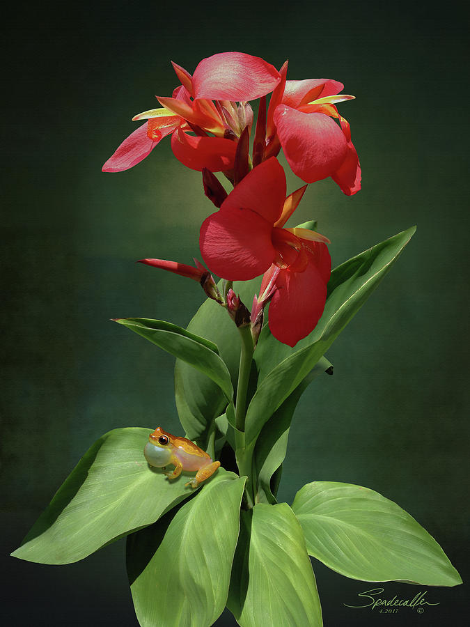 Canna Lily and Hourglass Tree Frog Digital Art by M Spadecaller