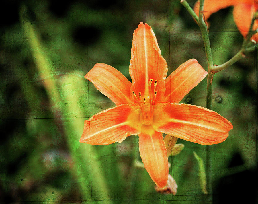 Lily Photograph - Day Lily Bloom by Cathy Harper