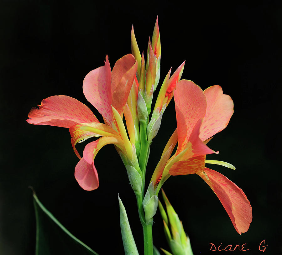 Canna Lily Photograph by Diane Giurco