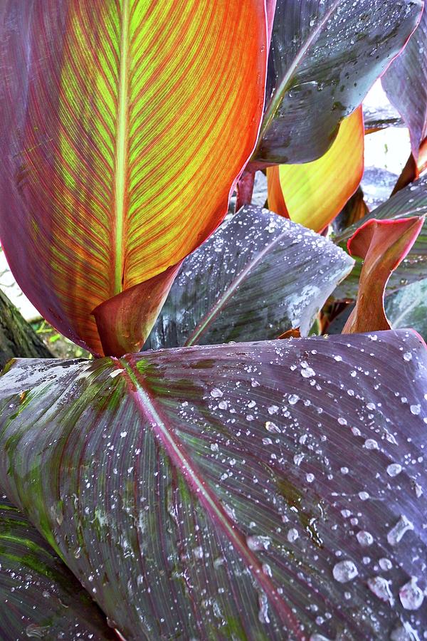 Canna Lily I  Photograph by Kirsten Giving