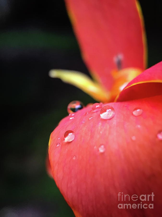 Lily Photograph - Canna Lily I by Robert Yaeger