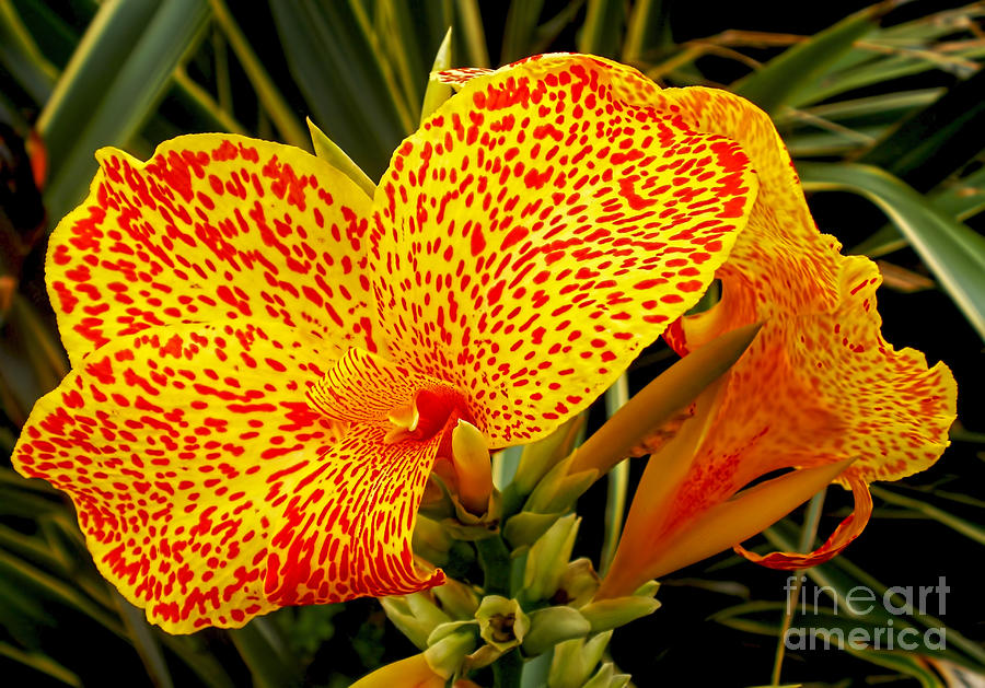 Lily Photograph - Canna Lily by Kaye Menner