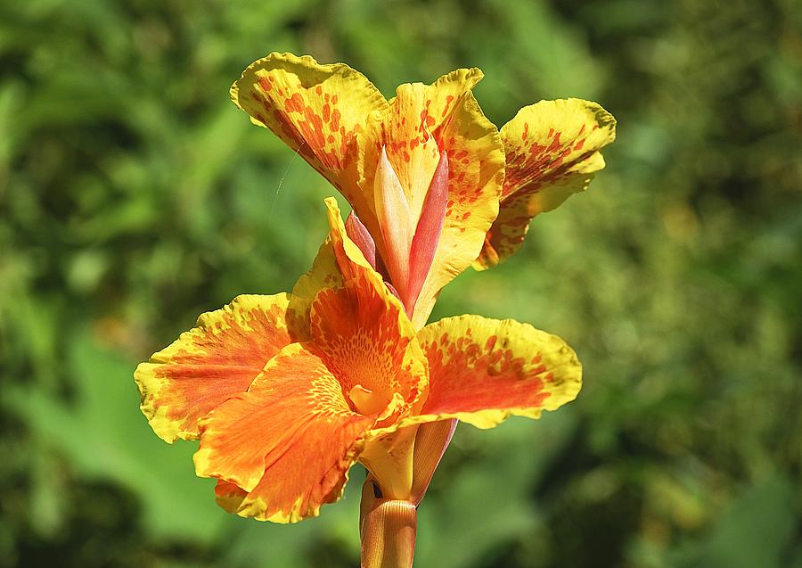 Canna Lily Photograph by Kenneth Albin