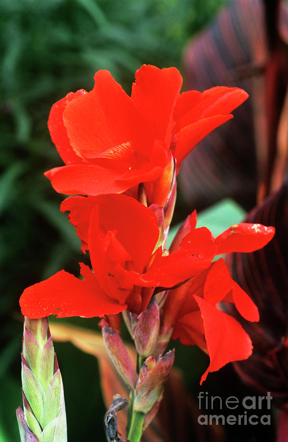 Lily Photograph - Canna Lily lucifer by Adrian Thomas
