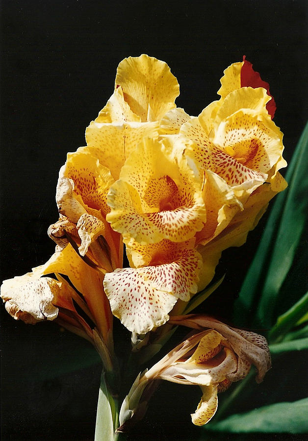 Canna Lily Photograph by Marilyn Wilson